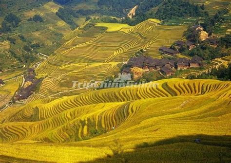 Longsheng Rice Terraces, Longji Rice Terraces Longsheng, Guilin China