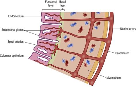 The reproductive systems | Basicmedical Key