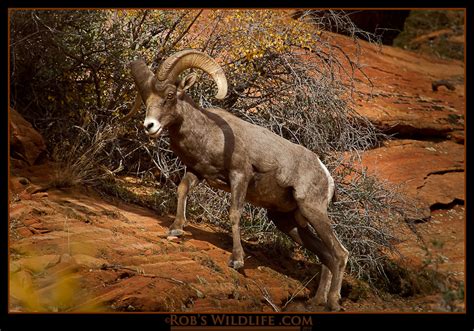 Robs Wildlife: Zion National Park November 2010