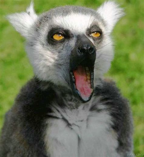 #Lemur #funny #face | Interesting animals, Animals, Animal behavior