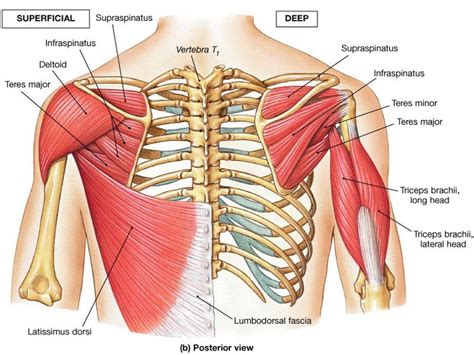 pictures of Rotator cuff muscles | ANATOMY / PHYSIOLOGY OF THE BODY ...