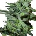 OG Kush x Train Wreck - Informazioni Varietà - CannaConnection