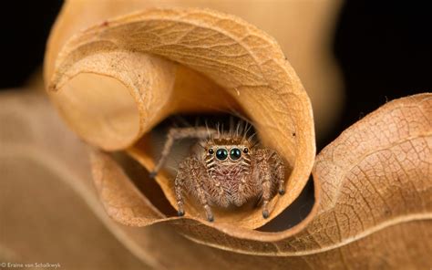 spider macro photography by ward-winning photographer