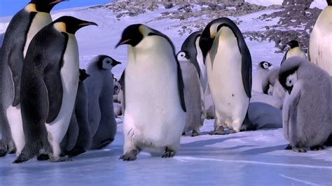 Penguin Blooper Reel