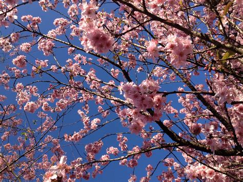 Luz da Terra: FESTIVAL DAS CEREJEIRAS (SAKURAS) NO PARQUE DO CARMO, SÃO PAULO. BRASIL - 2015