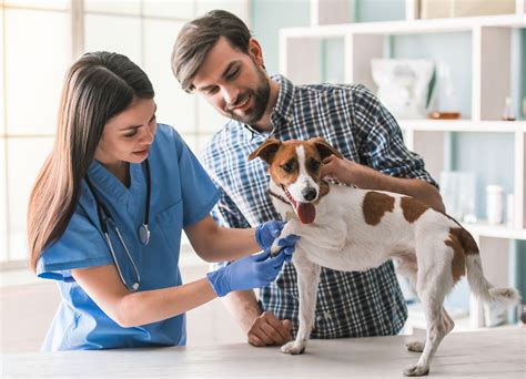 Top 15 Free Vet Care For Low Income Families Programs - Free Cars Grants