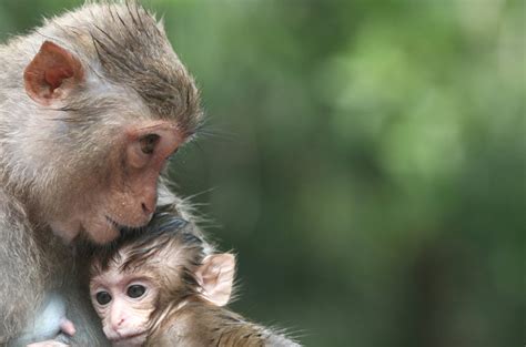 Rhesus Macaque | The Life of Animals