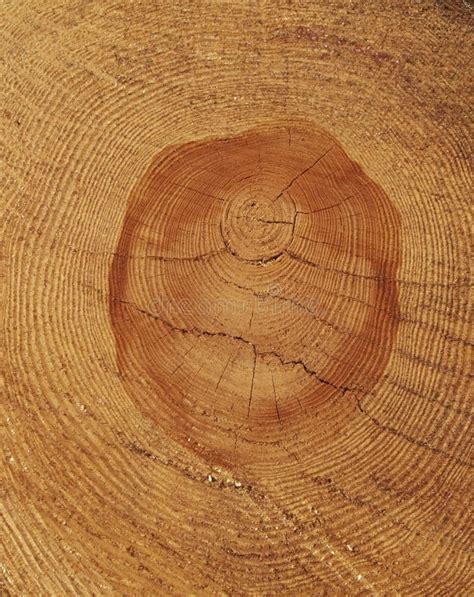 Cross-section Of The Old Tree Trunk, Showing Annual Rings And Cracks ...