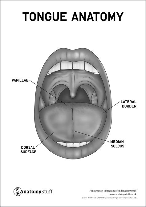 Tongue Anatomy Poster PDF