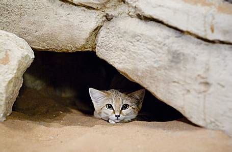 Sand Cat – Felis margarita - Ground Mammals