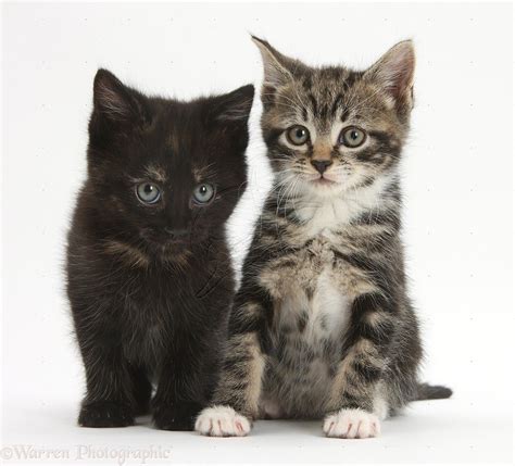 Tabby and black kittens photo | Kitten photos, Cats and kittens, Tabby ...