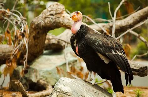 California Condor - Description, Habitat, Image, Diet, and Interesting ...