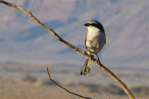 Birdwatching - Death Valley National Park (U.S. National Park Service)