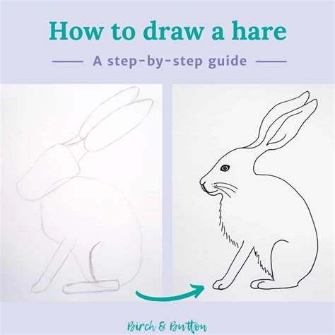 How To Draw Hares