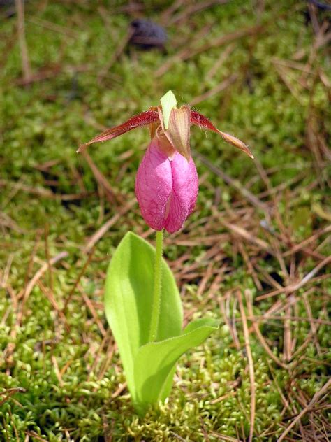 MN Lady Slipper | My personal favorite... Pink and white lad… | Flickr