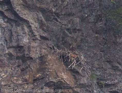 Locating the Golden Eagle Nest – Sitka Nature