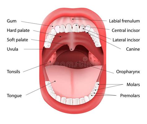 Human Mouth anatomy. Parts of Human mouth. Open mouth and white healthy ...