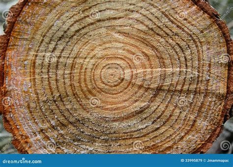 Tree trunk rings stock image. Image of closeup, background - 33995879