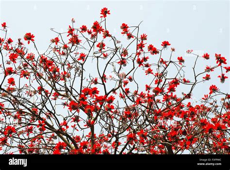 Red flowers blooming in spring season ; India Stock Photo - Alamy