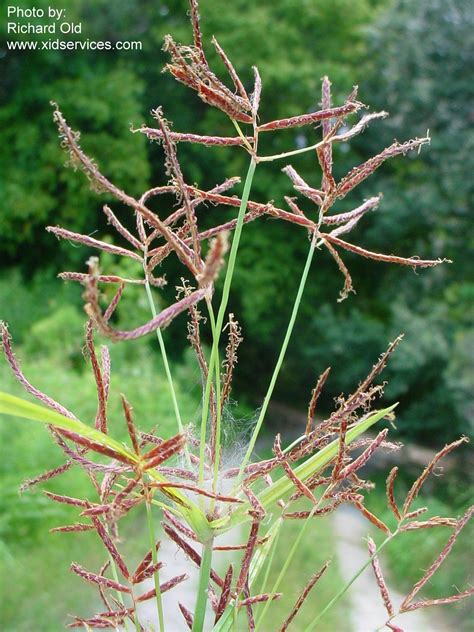 Cyperus rotundus | Purdue University Famine Foods