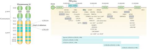 Chromosome 22 ideogram and genes within the chromosome 22q11.2... | Download Scientific Diagram