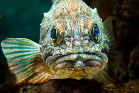 10 of the Ugliest Fish in the Ocean (with Pics) - Ocean Info