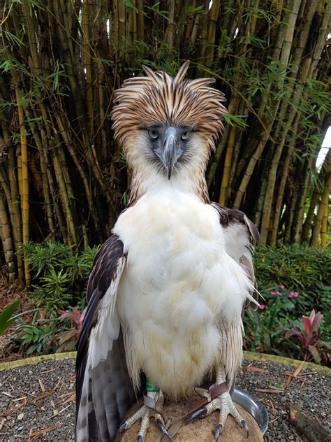 Philippine Eagle Wingspan