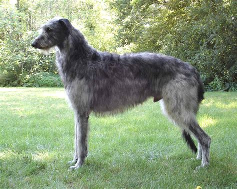 Scottish Deerhound - SpockTheDog.com