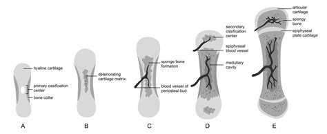 Intramembranous Ossification Vs Endochondral Ossification