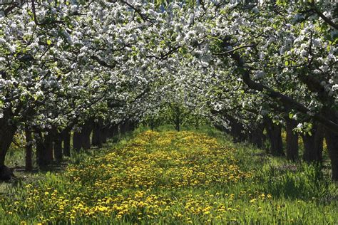 orchard-blossoms | Not exactly a unique shot in my orchards … | Flickr