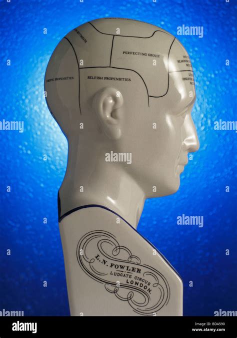 Close up of Phrenology head diagram Stock Photo - Alamy