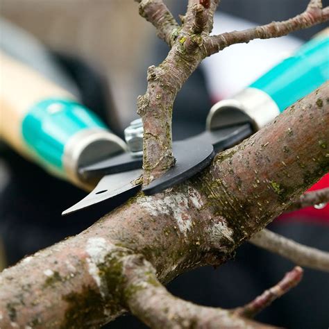 Summer Tree Pruning Techniques | Elite Tree Care