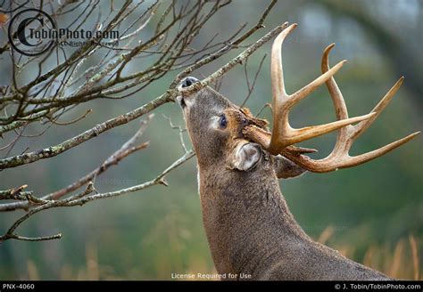 Rutting White-Tailed Deer Branch Licking Behavior