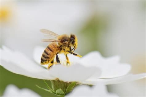 A Greek-Australian Beekeeper Who's Been Making Honey for 82 Years - Nspirement