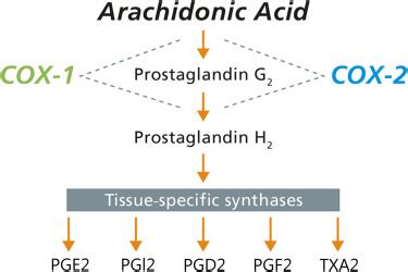 COX pathway of arachidonic acid metabolism. COX-1 or COX-2 converts... | Download Scientific Diagram