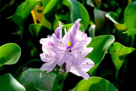 Eichhornia crassipes | Common water hyacinth