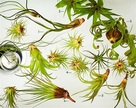 Air Plants 101: How to ID a Tillandsia - Gardenista