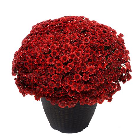 Chrysanthemum Red (Mum) Plant 13 inch Decorative Pot – Plants Direct To You