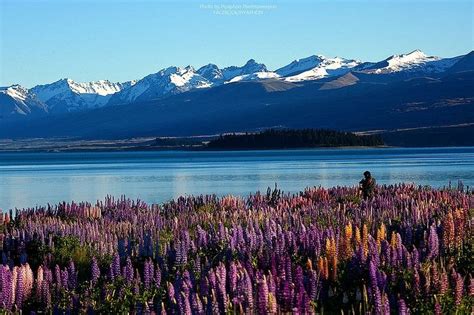 Flowering of Lupins in Lake Tekapo, New Zealand | Amusing Planet