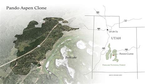 Pando Aspen Grove Recovering, Partially | Grand Canyon Trust