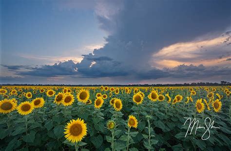 The Best Kansas Sunflower Fields – Mickey Shannon Photography