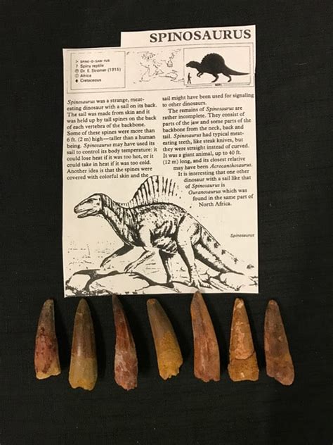 2" Spinosaurus teeth