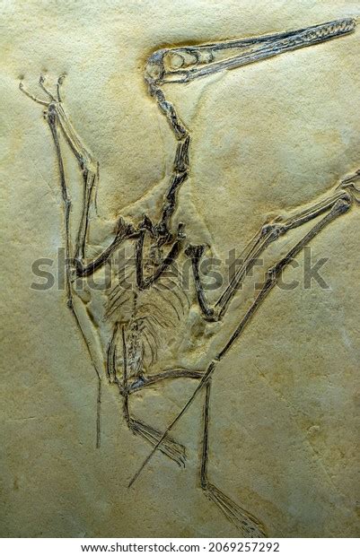 Pterosaur Fossils: Over 209 Royalty-Free Licensable Stock Photos ...