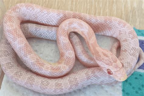 35 Best Corn Snake Morphs: Colors, Pictures, Price