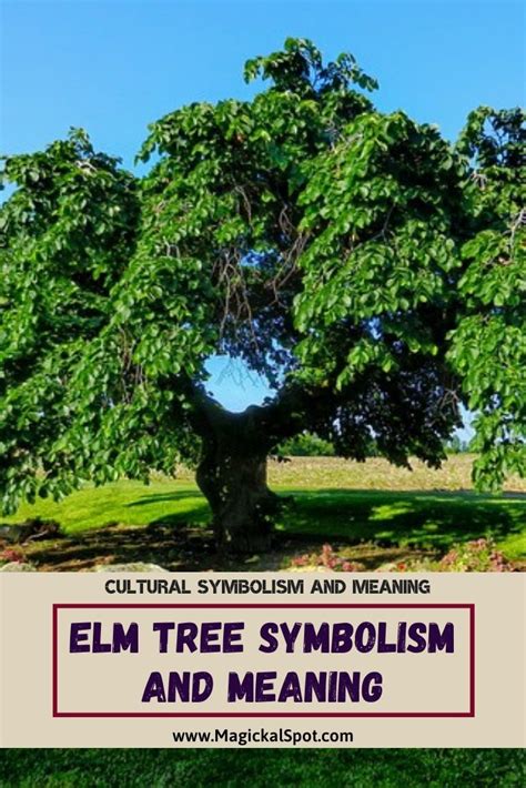 Elm Tree Symbolism and Meaning [With Birth Date Symbolism] | Elm tree, Tree meanings, Tree ...