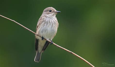 Spotted Flycatcher by PaulaDarwinkel on DeviantArt