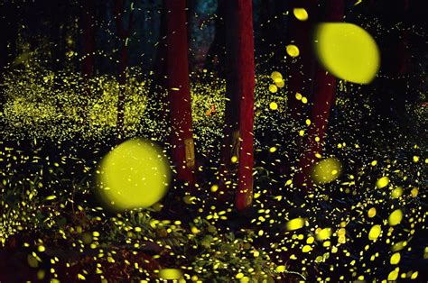 Beautiful fireflies forest enchanting in Japan