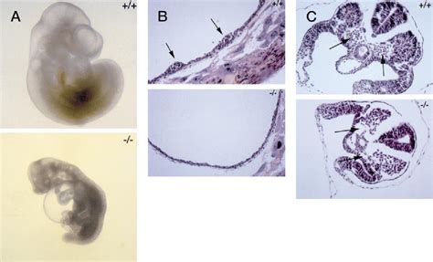 Adenosine Deaminase Inhibitors | Semantic Scholar