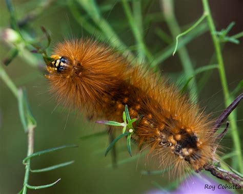 8137 - Virginian Tiger Moth | Spilosoma virginica on Agalini… | Flickr