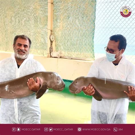 MoECC rescues baby dugong - Read Qatar Tribune on the go for unrivalled news coverage